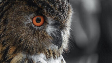 Nahaufnahme eines Uhus mit leuchtend orangem Auge.
